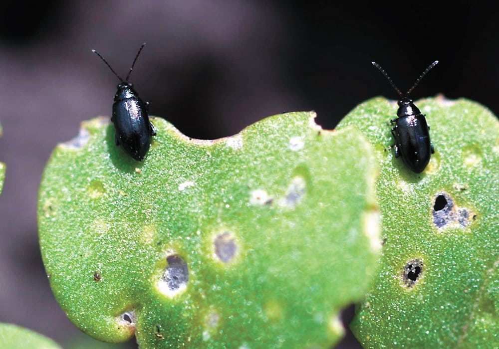 The phasing out of neonicotinoid seed treatments in Canada may cause problems for the country's canola growers when dealing with flea beetles, but alternatives pesticides could fill the gap. | Canola Council of Canada photo