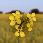 November canola proved it had some room to grow on Monday, closing a dollar higher at $511.90 per tonne. | Robin Booker photo