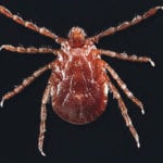 Longhorned ticks are new to North America. They can carry infectious diseases. | New Jersey Department of Agriculture photo
