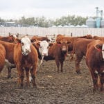 The United States is the top destination for Canadian beef, accounting for 72 percent of exports worth $1.7 billion. | File photo