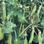 Animal scientists aren’t sure why beef cattle don’t like eating the 4010 variety of field peas. | File photo
