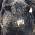 Despite an extensive ear tagging system in Canada, the Canadian Food Inspection Agency found weaknesses in the system during the bovine tuberculosis investigation in Alberta last year because ownership and movement of cattle were hard to determine. | File photo
