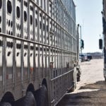Human welfare must also be addressed when considering livestock transportation, scientists say, because driver fatigue is thought to be a significant problem. | Barb Glen photo