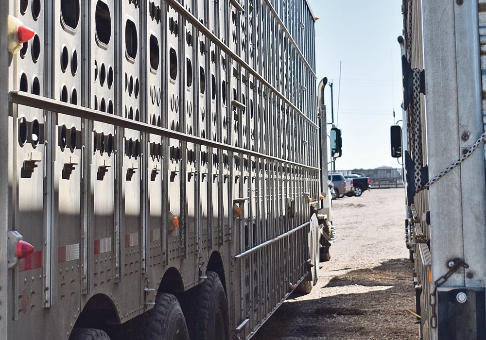 Human welfare must also be addressed when considering livestock transportation, scientists say, because driver fatigue is thought to be a significant problem.  |  Barb Glen photo