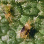 Two-spotted spider mites tend to move into soybean fields when other habitat is harvested nearby or when road ditches are mowed. The leaf damage occurs at the R4 or R5 plant stages, in a new, full pod, or through to the end of seed fill. | John Gavloski photo