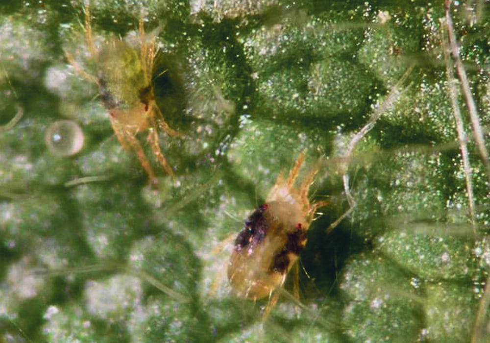 Two-spotted spider mites tend to move into soybean fields when other habitat is harvested nearby or when road ditches are mowed. The leaf damage occurs at the R4 or R5 plant stages, in a new, full pod, or through to the end of seed fill.  |  John Gavloski photo