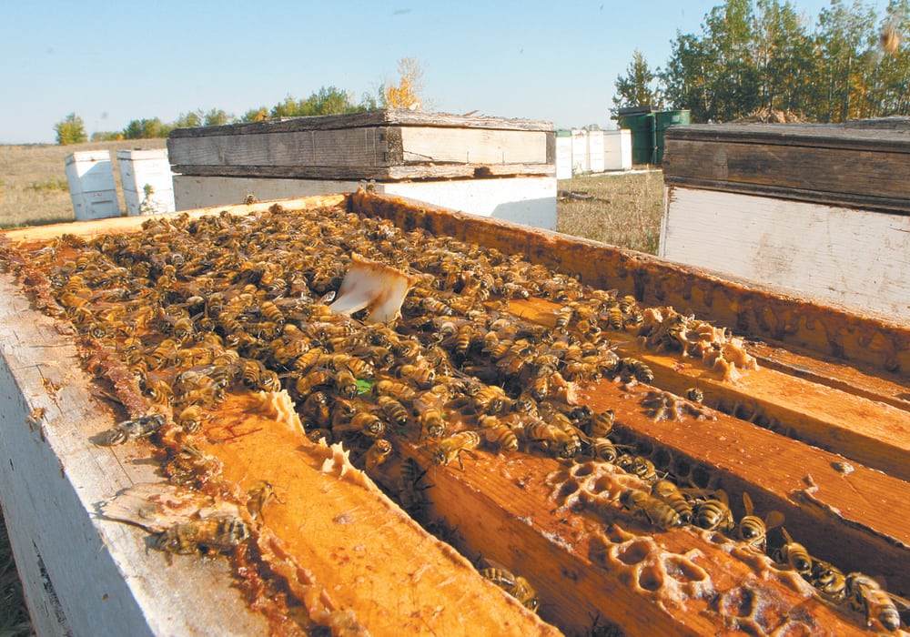 Landen Stronks and other Alberta beekeepers are worried about what happens if and when neonicotinoids are phased out. | File photo