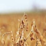 Non-GM soybeans might be well suited for Manitoba’s Red River Valley, which has a longer growing season than most other parts of Western Canada. | File photo