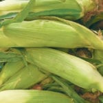 Fresh corn is a farmers market staple. | Sarah Galvin photo