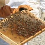 Honeybee numbers have increased in Canada over the last five years. Many entomologists and beekeepers have said that varroa mites, diseases related to mites and cold winters are a much bigger threat to bees than neonics. One compared it to a boat with 20 holes. Banning neonics would plug one hole, but there would still be 19 holes in the boat.
| File photo
