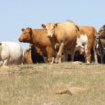 Every day without rain brings more worry to Alberta and Saskatchewan cattle producers.
| File photo