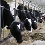 Alberta dairy farmers will be allowed to slightly increase milk production this fall due to an expected uptick in demand. | File photo