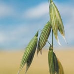 General Mills Inc agreed to stop calling the oats in its Nature Valley granola bars 100 percent natural to settle a lawsuit by three consumer groups that said the bars contained small amounts of the pesticide commonly known as Roundup. | File photo