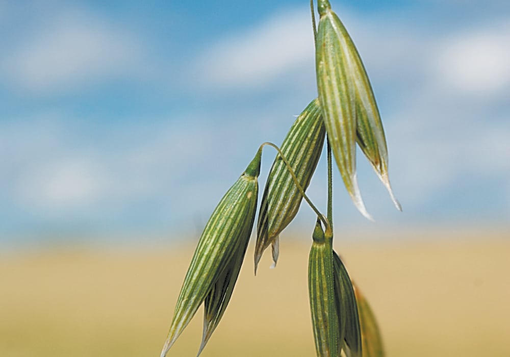 General Mills Inc agreed to stop calling the oats in its Nature Valley granola bars 100 percent natural to settle a lawsuit by three consumer groups that said the bars contained small amounts of the pesticide commonly known as Roundup. | File photo