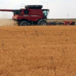 The lentil harvest is over half done in Saskatchewan. The weekly crop report from the Saskatchewan Ministry of Agriculture estimated the harvest to be at 55 per cent complete as of Aug. 20. | File photo