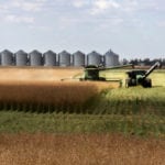 A hot and mostly dry summer on the Prairies has left many growers guessing about the size and quality of their canola crops. | File photo