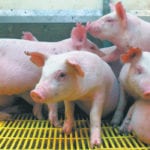 The Canadian Pork Council is a strong supporter of Chapter 19 and industry leaders believe that NAFTA 2.0 should include a chapter on how to settle disputes. | File photo
