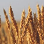 This crop of hard red spring wheat was seeded to achieve a 34 plant per sq. foot stand near Milestone, Sask. | Michael Raine photo
