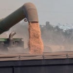 Twenty-seven percent of the provincial crop is now harvested, which is ahead of the five-year average of 13 percent. Seventeen percent of the crop is swathed or ready to be straight-cut. | Robin Booker photo