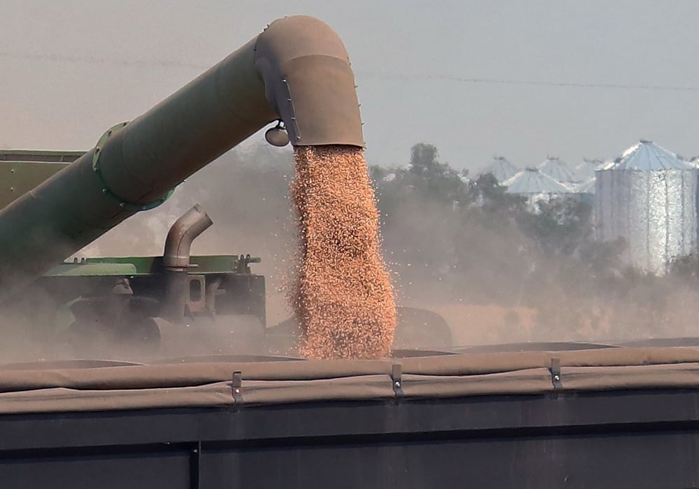 Twenty-seven percent of the provincial crop is now harvested, which is ahead of the five-year average of 13 percent. Seventeen percent of the crop is swathed or ready to be straight-cut. | Robin Booker photo