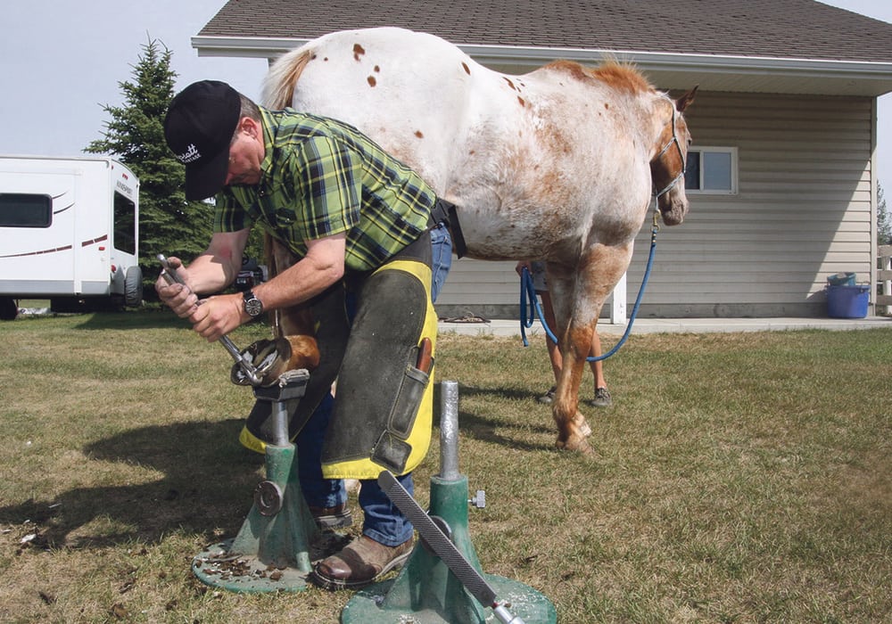 Laurie Tonita trims the hoof of Zip, a 20-year-old appaloosa horse on an acreage near Saskatoon.  |  Sean Pratt photo