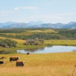 The Canadian cattle herd is now at its lowest point since 1988, dropping 26.3 percent to 12.4 million head on farms from a peak number recorded in 2005. | File photo