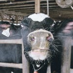 The author argues that it is wrong to favourably compare Australia’s decision to deregulate its dairy industry in 2001 with what some claim is Canada’s misguided intent to maintain its regulated system of supply management in the sector. | File photo