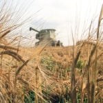 Traders say new crop barley prices are falling this year, as they usually do, but are still “pretty strong” for this time of year. | Mike Sturk photo