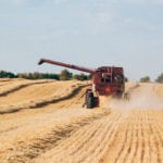 An analyst says farmers might want to hold off on pricing their wheat directly off the combine this year. | Jeannette Greaves photo