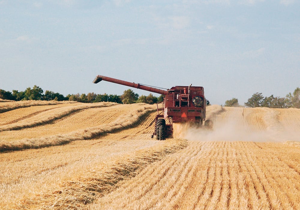 An analyst says farmers might want to hold off on pricing their wheat directly off the combine this year.  |  Jeannette Greaves photo