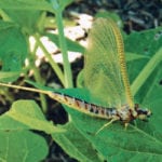 Mayflies are among the aquatic insects that the Pest Management Regulatory Agency says it is protecting by proposing to ban all outdoor use of neonicotinoids in Canada. | John Gavloski photo
