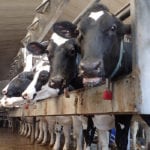 It's become clear to trade experts that Canada will have to give American farmers a share of Canada's dairy market to reach an agreement on a new NAFTA deal. | File photo
