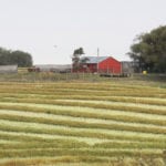 A summer of dryness and sizzling heat has apparently taken its toll on canola plants in many areas of Western Canada, according to the latest crop production estimate by Statistics Canada. | File photo