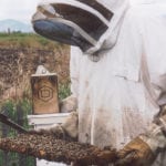 Landen Stronks and other Alberta beekeepers are worried about what happens if and when neonicotinoids are phased out.
| File photo