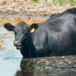 Heifers are not being retained at a rate to prompt growth, and cow slaughter continues to be strong. | Mike Sturk photo
