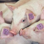 Hog producers are seeing prices that, if sustained, would crush the industry. Profitability is hard to predict, but the fall season might provide relative opportunities. | Michael Raine photo