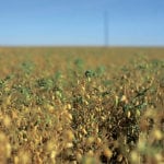 Chickpeas are the only Saskatchewan pulse crop to post a production increase, in Statistics Canada's latest estimate of 2018 production. | File photo