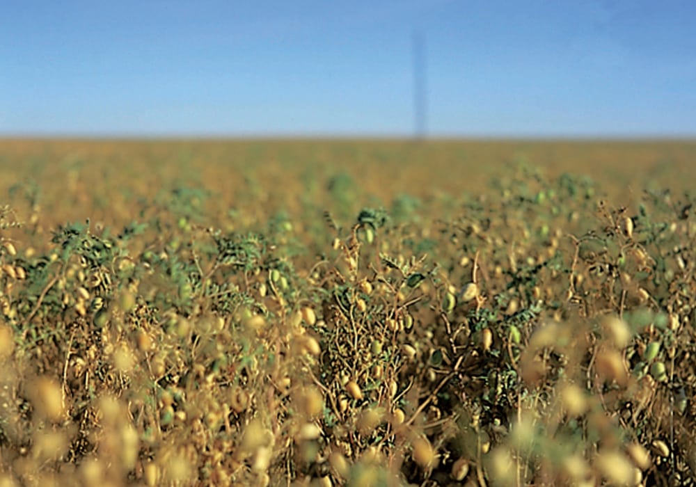 Chickpeas are the only Saskatchewan pulse crop to post a production increase, in Statistics Canada's latest estimate of 2018 production. | File photo