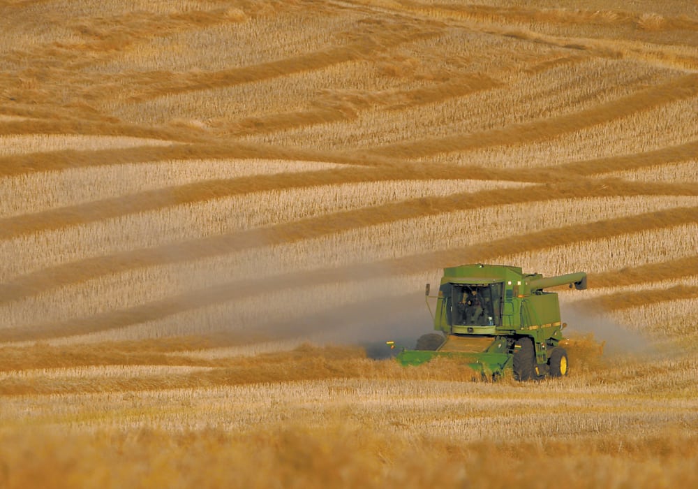 Canadian canola ending stocks as of July 31, 2018, came in at about a million tonnes above the previous year's carryout, but were still well within trade expectations. | File photo