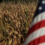 As barley prices climb, feedlots in Lethbridge, Alta. have found a cheaper feed option – corn from the United States. | File photo