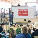 A group of commercial Suffolk ewe lambs went up for sale at the Genetic Impact sale in Westlock in mid-August. | Jeremy Simes photo
