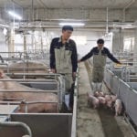 Workers move young pigs out of stalls at a hog farm in China’s Guangxi province earlier this year. African swine fever has become a problem for the country’s hog sector since the outbreak began. | REUTERS/Dominique Patton photo