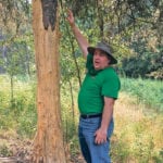 Gary Lewis of Clearwater County shows the grizzly bear damage to a spruce tree on Norm and Irene Korth’s farm. Wildlife officers trapped the bear with a snare and this is the damage that ensued as it attempted to escape. The bear was tranquilized and relocated. | Barbara Duckworth photo