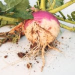 Purple top turnip is a member of the brassica family and can be added to a grazing mixture. Cattle will eat the tops and the bulbs. The bulbs can open compacted ground with good root penetration. | Barbara Duckworth photo