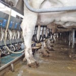 The Class 7 solution seemed to solve some of the Canadian dairy sector’s problems, but the export component angered the American industry. | File photo