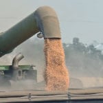 Canadian pea growers will have to rely on other markets this year now that access to India will likely remain blocked. | Robin Booker photo