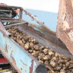 Manitoba producers planted 64,100 acres of potatoes this year, up about 1,200 acres from the previous year, according to Statistics Canada. Alberta producers planted 55,410 acres, up about 1,800 acres from 2017. Behind Prince Edward Island, Manitoba and Alberta are the top potato producing provinces. | File photo