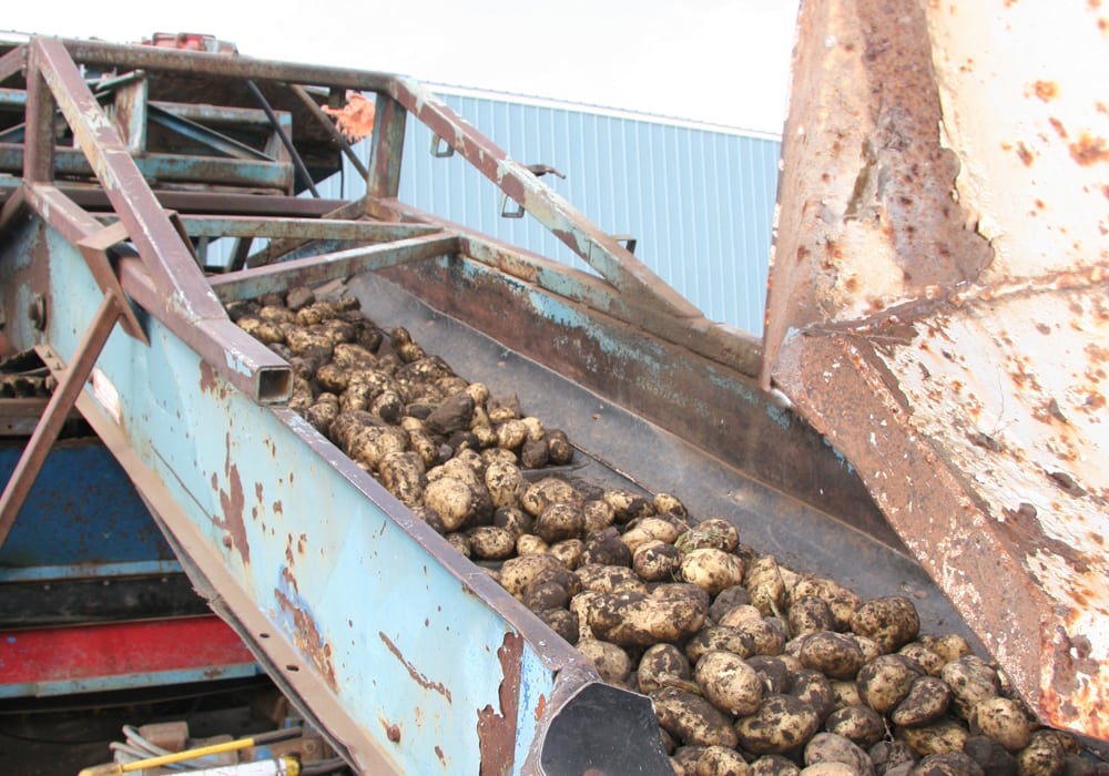 Manitoba producers planted 64,100 acres of potatoes this year, up about 1,200 acres from the previous year, according to Statistics Canada. Alberta producers planted 55,410 acres, up about 1,800 acres from 2017. Behind Prince Edward Island, Manitoba and Alberta are the top potato producing provinces. | File photo