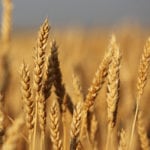 Wheat bids in Western Canada were down again for the week ended Sept. 7. | Michael Raine photo