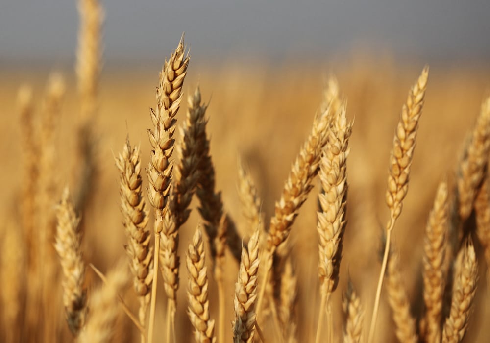 Wheat bids in Western Canada were down again for the week ended Sept. 7. | Michael Raine photo